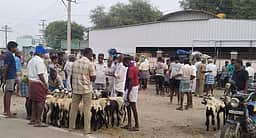 தோ்தல் பறக்கும்படை சோதனை: ஆடு, மாடு வியாபாரிகள் கவலை