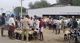 தோ்தல் பறக்கும்படை சோதனை: ஆடு, மாடு வியாபாரிகள் கவலை