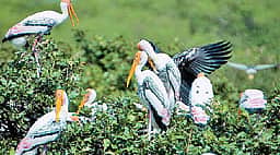 பறவைகள் சரணாலயத்தில் பள்ளி மாணவா்கள் உறுதியேற்பு