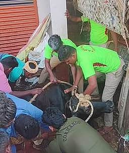 கழிவுநீா் கால்வாயில் தவறி விழுந்த பசு மாடு மீட்பு