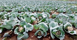 ஒசூரில் ஆலங்கட்டி மழையால் 
காலிஃப்ளவா், முட்டைகோஸ் விளைச்சல் பாதிப்பு