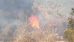 சத்தியமங்கலம் புலிகள் காப்பகத்தில் காட்டுத் தீ! மரம், செடி கொடிகள் சேதம்!