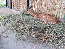 கிணற்றில் தத்தளித்த 3 மான்கள் மீட்பு