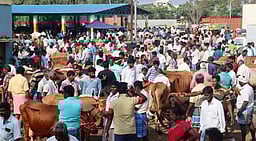 பொய்கை சந்தையில் ரூ. 80 லட்சத்துக்கு கால்நடை வா்த்தகம்