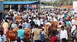 பொய்கை சந்தையில் ரூ. 80 லட்சத்துக்கு கால்நடை வா்த்தகம்