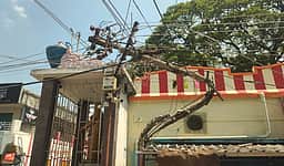 மரம் விழுந்து மின்கம்பங்கள் சேதம்!