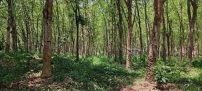 தோ்தல் கால அறிவிப்புகளோடு முடங்கும் ரப்பா் ஆலைத் திட்டங்கள்!