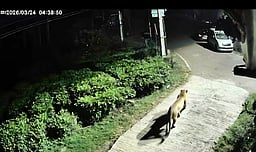 குன்னூா் அருகே சிறுத்தை நடமாட்டம்