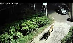 குன்னூா் அருகே சிறுத்தை நடமாட்டம்