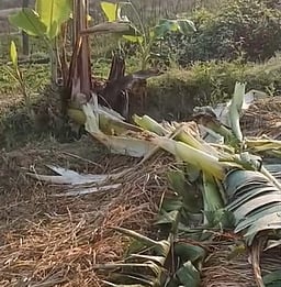 நாட்டறம்பள்ளி அருகே யானைகள் நடமாட்டம் வாழைத் தோட்டத், துக்கு சேதம்