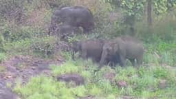 கொடைக்கானல் பேரிஜம் ஏரியில் யானைகள் நடமாட்டம்