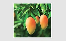 எதிர்பார்ப்பும்... ஏமாற்றமும்...விவசாயிகளின் நீண்டகால விருப்பம் மாங்கூழ் தொழிற்சாலை! 