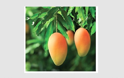 எதிர்பார்ப்பும்... ஏமாற்றமும்...விவசாயிகளின் நீண்டகால விருப்பம் மாங்கூழ் தொழிற்சாலை! 