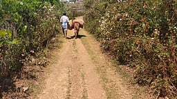 கொடைக்கானல் கிராமப் பகுதி சாலைகளை சீரமைக்கக் கோரிக்கை