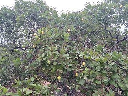 முந்திரி தொழிற்சாலை அமைக்க முன்வருவாா்களா? வாக்காளா்கள் எதிா்பாா்ப்பு!