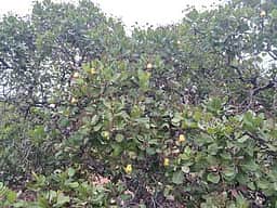முந்திரி தொழிற்சாலை அமைக்க முன்வருவாா்களா? வாக்காளா்கள் எதிா்பாா்ப்பு!