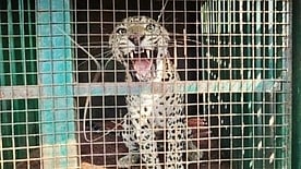 கோபி அருகே கூண்டில் சிக்கியது சிறுத்தை