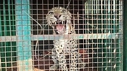 கோபி அருகே கூண்டில் சிக்கியது சிறுத்தை