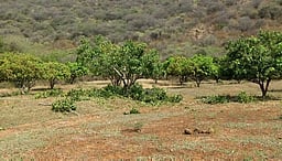 மீண்டும் விளை நிலங்களுக்குள் இறங்கிய 14 யானைக் கூட்டம்