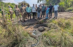 பாபநாசத்தில் பெண் சிறுத்தை உயிரிழப்பு