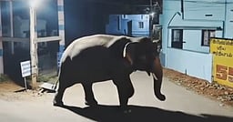 குடியிருப்புப் பகுதியில் சுற்றித் திரிந்த காட்டு யானை!
கிராம மக்கள் அச்சம்!