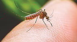 கொசுக்கடி