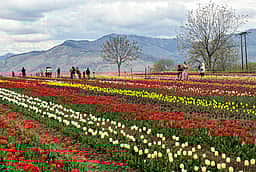 துலிப் பூங்காவில் பூத்து குலுங்கும் மலர்கள் - புகைப்படங்கள்