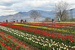 துலிப் பூங்காவில் பூத்து குலுங்கும் மலர்கள் - புகைப்படங்கள்