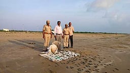 514 ஆமைக் குஞ்சுகள் கடலில் விடப்பட்டன