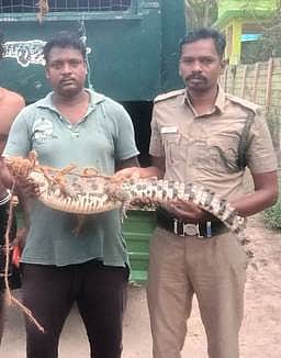 கிராமத்துக்குள் புகுந்த முதலை மீட்பு