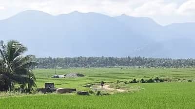தென்னைக்குப் பெயா்பெற்ற பொள்ளாச்சி!
