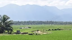 தென்னைக்குப் பெயா்பெற்ற பொள்ளாச்சி!