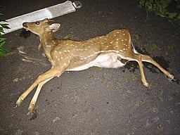 அடையாளம் தெரியாத வாகனம் மோதி புள்ளிமான் உயிரிழப்பு