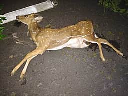 அடையாளம் தெரியாத வாகனம் மோதி புள்ளிமான் உயிரிழப்பு