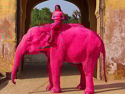 வைரலான பிங்க் நிற யானை புகைப்படம்! விலங்குகள் நல ஆர்வலர்கள் எதிர்ப்பு!