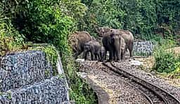 குன்னூா் மலை ரயில் பாதையில் முகாமிட்டிருந்த 11 காட்டு யானைகள்