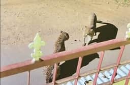 குடியிருப்புப் பகுதியில் சிறுத்தைகள்!