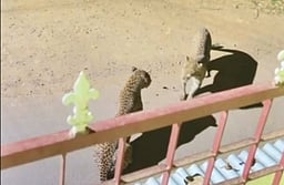 குடியிருப்புப் பகுதியில் சிறுத்தைகள்!