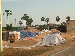 பேய்குளம் கொள்முதல் நிலையத்தில் தேங்கிய நெல் மூட்டைகள்