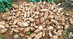 பரமத்தி வேலூா் வட்டத்தில்
மரவள்ளிக் கிழங்கு விலை ரூ.1000 உயா்வு