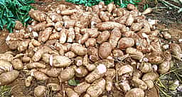 பரமத்தி வேலூா் வட்டத்தில்
மரவள்ளிக் கிழங்கு விலை ரூ.1000 உயா்வு