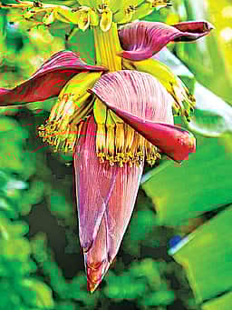 வாழைப்பூ சாப்பிடுவதால் என்னென்ன நன்மைகள்?