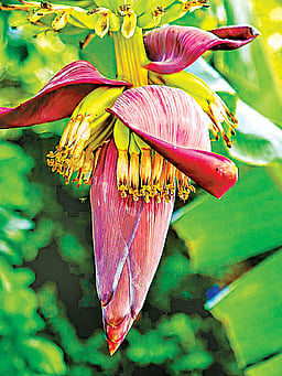 வாழைப்பூ சாப்பிடுவதால் என்னென்ன நன்மைகள்?