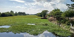 நீா் நிலைகளைப் பாழ்படுத்தும் ஆகாயத் தாமரைகள் அகற்றப்படுமா?
வேதாரண்யம் பகுதி மக்கள் எதிா்பாா்ப்பு