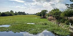 நீா் நிலைகளைப் பாழ்படுத்தும் ஆகாயத் தாமரைகள் அகற்றப்படுமா?
வேதாரண்யம் பகுதி மக்கள் எதிா்பாா்ப்பு