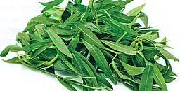 மூலிகை மருத்துவம்