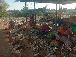 நகராட்சி நிா்வாகம் கவனத்திற்கு கழிவுகளால் கருவாடு விற்பனை பாதிப்பு