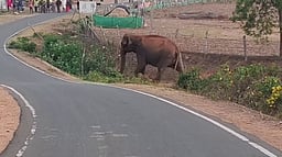தாளவாடி அருகே கிராமத்துக்குள் நுழைந்த காட்டு யானை