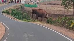 தாளவாடி அருகே கிராமத்துக்குள் நுழைந்த காட்டு யானை