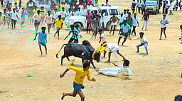 கண்ணமங்கலப்பட்டியில் மஞ்சுவிரட்டு